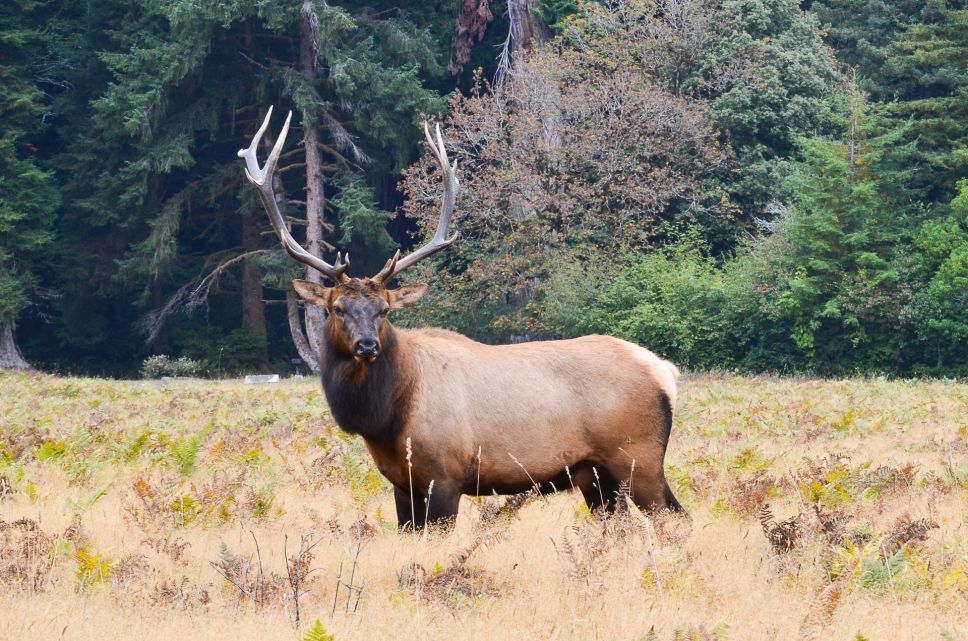Elk Roam West Virginia for First Time in 141 Years
