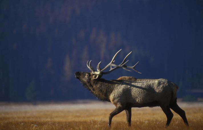 Planning a Self Guided Elk Hunt