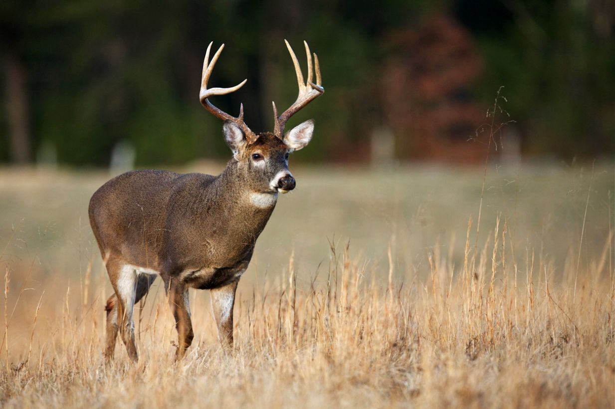 Properly Aging a Whitetail Buck on the Hoof | Tract Optics Blog