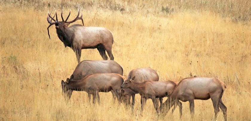 Elk Hunting Techniques for Open Range Hunts