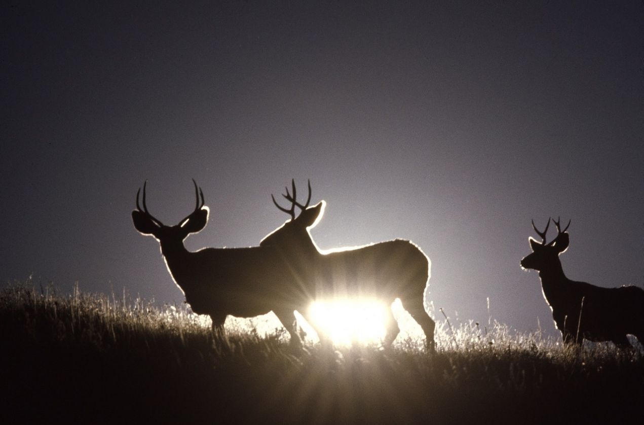 How to Effectively Spot More Mule Deer