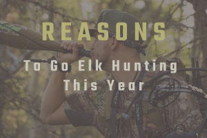Reasons to go Elk Hunting This Year