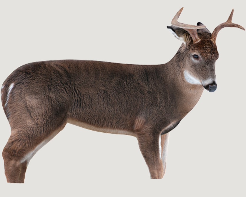 Whitetail Deer Hunting Gear