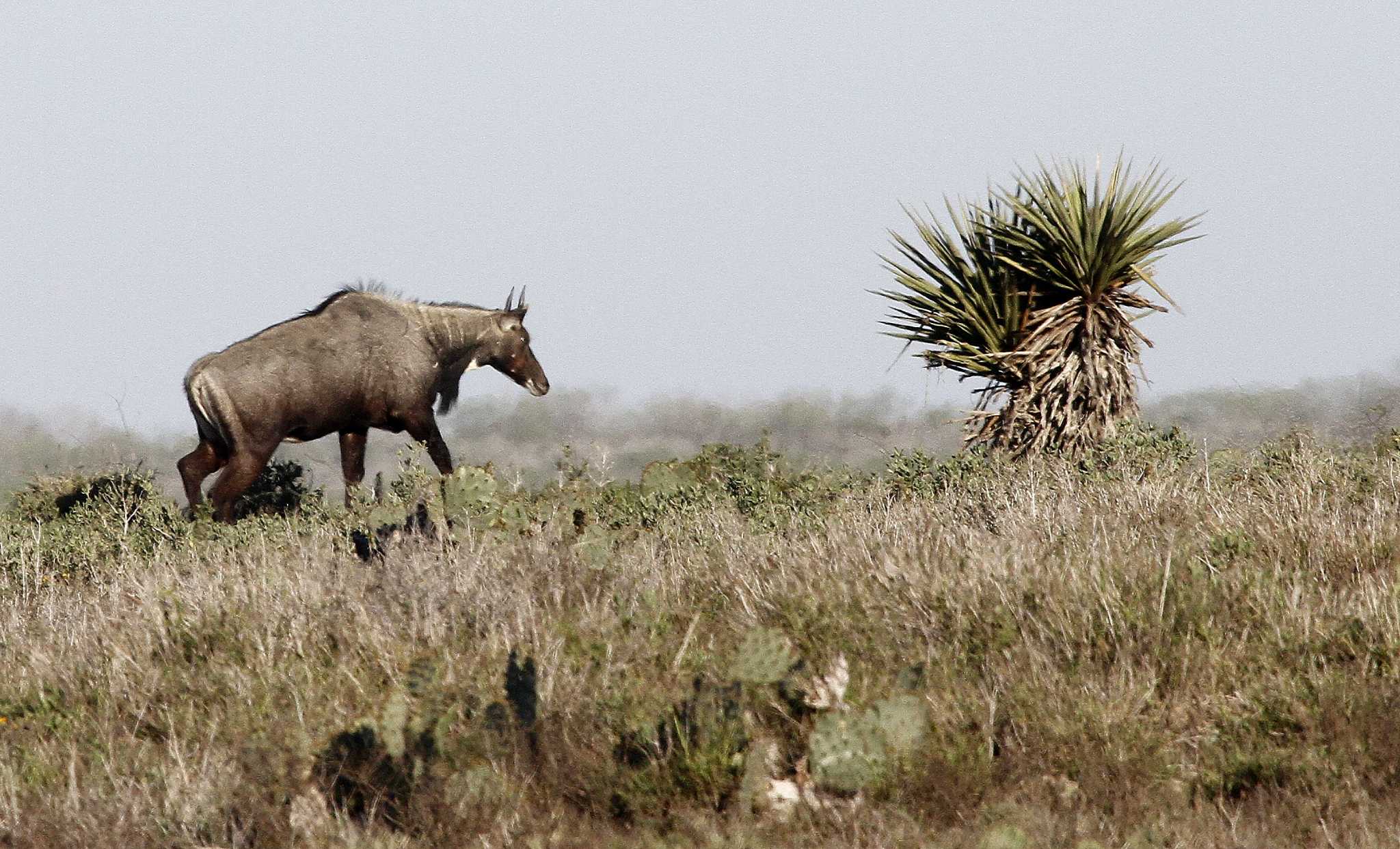 A Beginner's Guide to Nilgai Hunting
