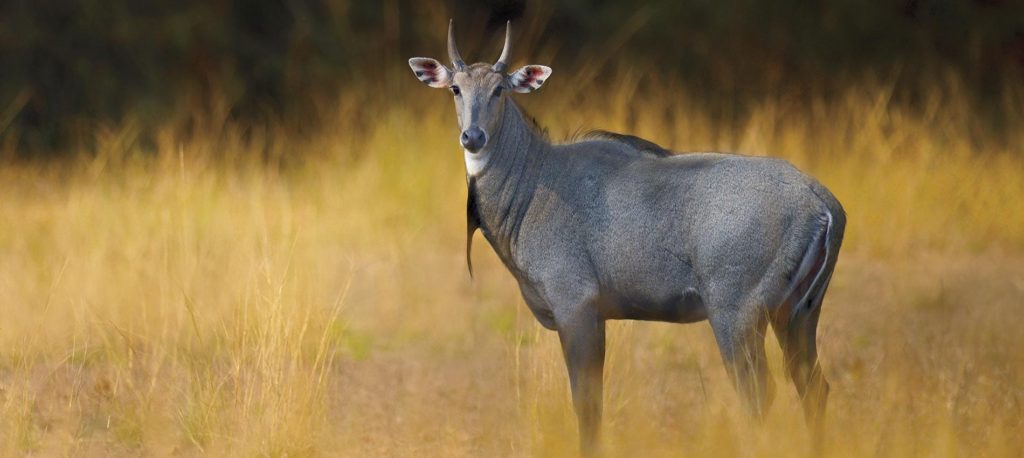 Nilgai hunting is gaining rapid popularity in Texas thanks to the thrill of hunting such a large, wily animal as well as the high yield of delicious meat you get if successful.